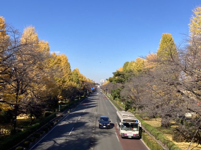 大学通りの紅葉🍂