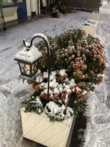 2月5日、久しぶりの雪が降りました