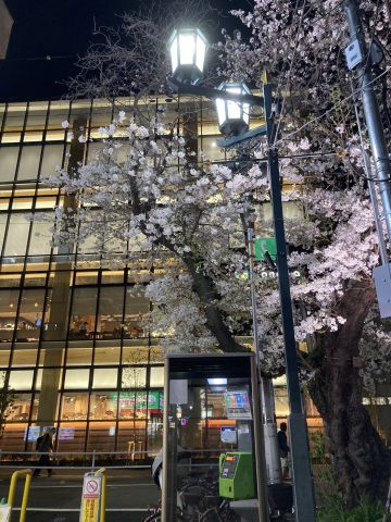 大学通りの桜が… (その後)