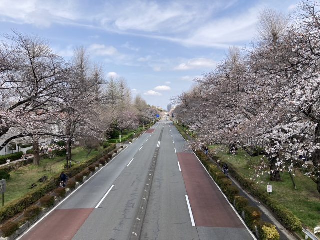 大学通りの桜が咲きました