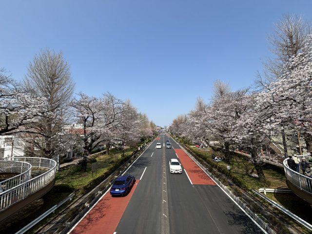 🌸大学通りの桜 ’26